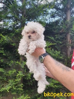 Poodle Bebeklerimiz 3