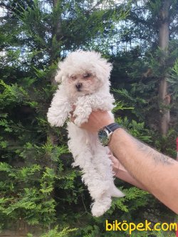 Poodle Bebeklerimiz 1