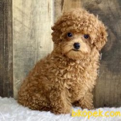 Poodle Bebeklerimiz 2