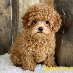 Poodle Bebeklerimiz 1