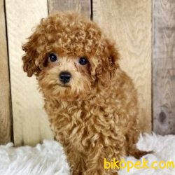 Poodle Bebeklerimiz 3