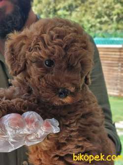 POODLE BEBEKLERİMİZ 5