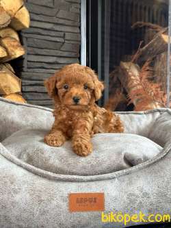 Poodle  Bebeklerimiz  Aşıları Tam 1