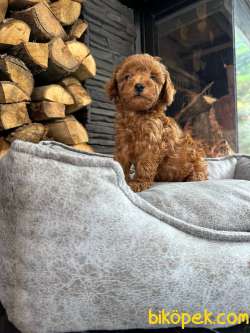 Poodle  Bebeklerimiz  Aşıları Tam 4