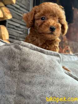 Poodle  Bebeklerimiz  Aşıları Tam 2