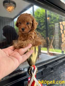 Poodle  Bebeklerimiz  Aşıları Tam 3