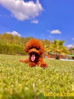 Poodle Çıftliğinden Red Brown Toy Poodle Bebeklerimiz 4