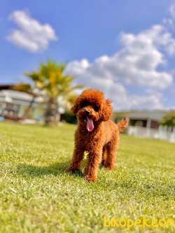 Poodle Çıftliğinden Red Brown Toy Poodle Bebeklerimiz 2