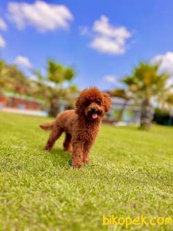 Poodle Çıftliğinden Red Brown Toy Poodle Bebeklerimiz 1