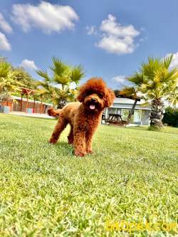 Poodle Çıftliğinden Red Brown Toy Poodle Bebeklerimiz 3