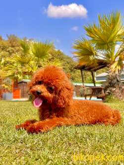 Poodle Çıftliğinden Red Brown Toy Poodle Bebeklerimiz 5