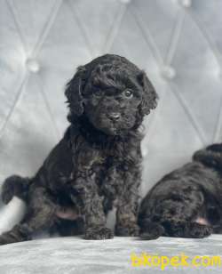Poodle Black 3