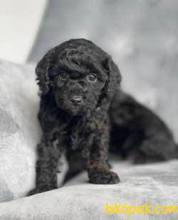 Poodle Black 1
