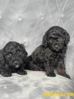 Poodle Black 2