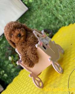 Poodle Boy Red  Brown 4