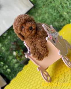 Poodle Boy Red  Brown 3