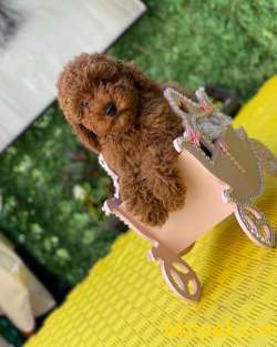 Poodle Boy Red  Brown 2