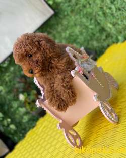 Poodle Boy Red  Brown 1