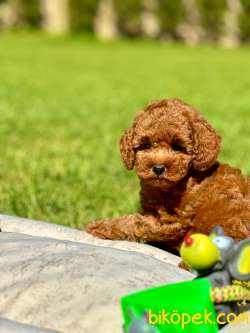 POODLE ÇİFLİĞİNDEN RED BROWN YAVRULAR