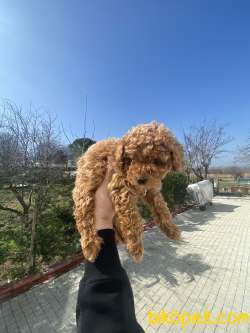 POODLE DİŞİ ERKEK 2