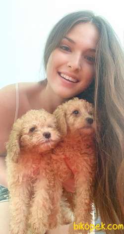POODLE DİŞİ YAVRULARIM 1
