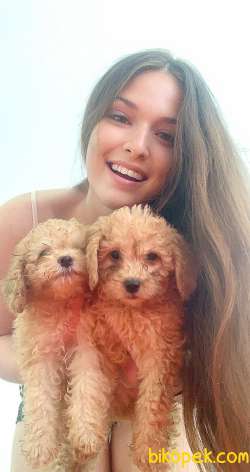 POODLE DİŞİ YAVRULARIM 3