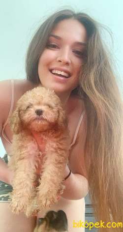 POODLE DİŞİ YAVRULARIM 4