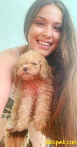 POODLE DİŞİ YAVRULARIM 2