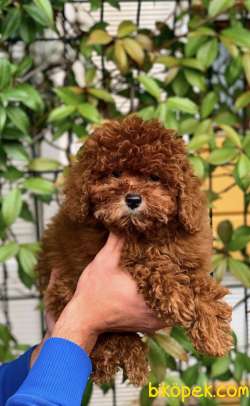 Poodle Erkek  Yavrumuz 2
