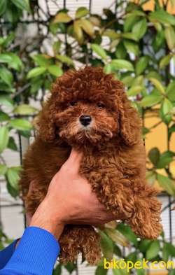 Poodle Erkek  Yavrumuz 1