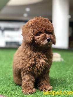 Poodle Erkek  Yavrumuz 3