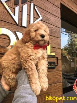 Poodle F2 Maltipo 1