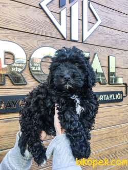 Poodle F2 Maltipo 2