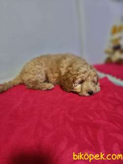 Poodle F2 Maltipo 5
