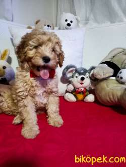 Poodle F2 Maltipo 4