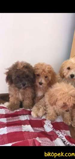 Poodle Gorunumlu Maltipolar 3