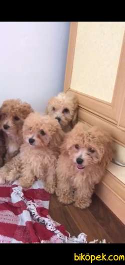 Poodle Gorunumlu Maltipolar 1