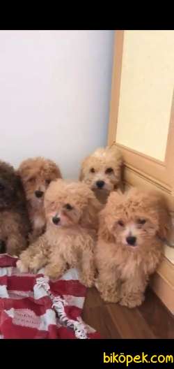 Poodle Gorunumlu Maltipolar 2