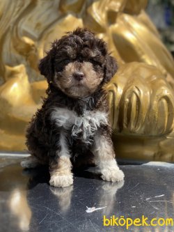 Poodle Her Renk Bebeklerimiz Chocolate And Tan 4