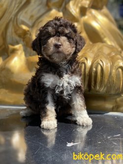 Poodle Her Renk Bebeklerimiz Chocolate And Tan 1