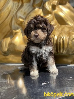 Poodle Her Renk Bebeklerimiz Chocolate And Tan 2
