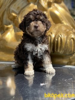 Poodle Her Renk Bebeklerimiz Chocolate And Tan 3