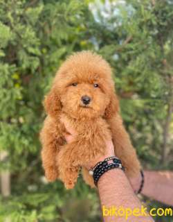 Poodle Irkı Zeki Tüy Dökmez Koku Yapmaz 2