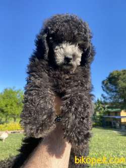 POODLE IRKININ EN ÖZEL RENKLERİNDEN SİLVER 3