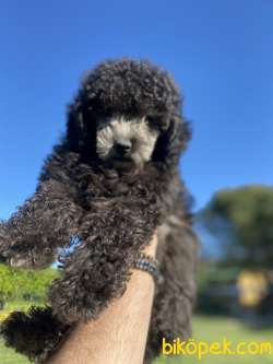 POODLE IRKININ EN ÖZEL RENKLERİNDEN SİLVER 2
