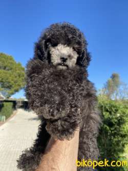 POODLE IRKININ EN ÖZEL RENKLERİNDEN SİLVER 1