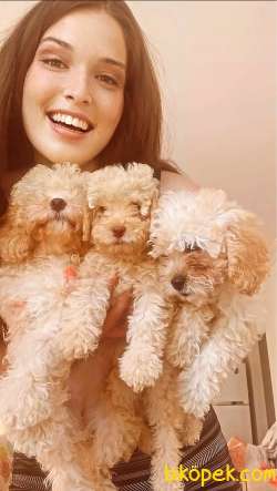 POODLE KALİTELİ YAVRULAR 3