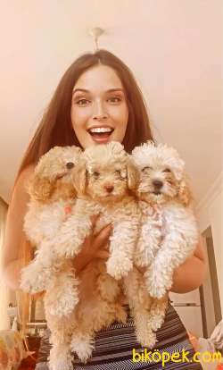 POODLE KALİTELİ YAVRULAR 2
