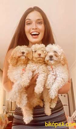 POODLE KALİTELİ YAVRULAR 4