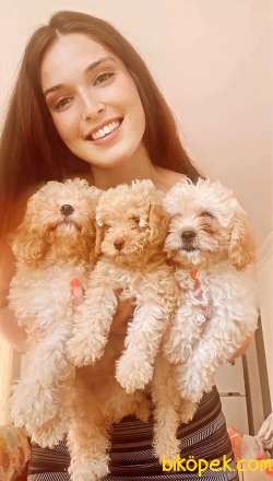 POODLE KALİTELİ YAVRULAR 5